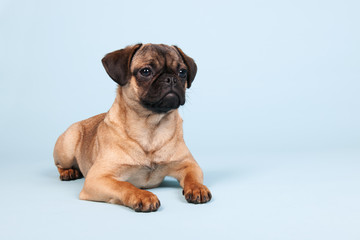 Puppy pug on blue background
