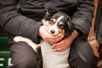 cane amico dell'uomo 0951