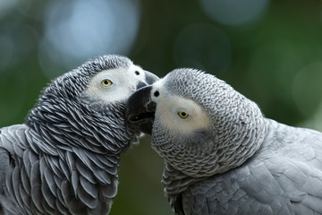parrot bird