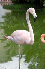 flamingos