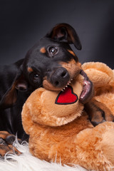 Dobermann Welpe