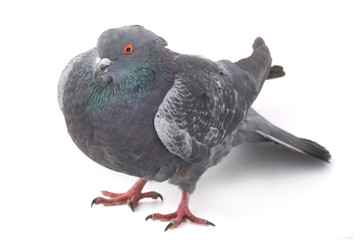 dove