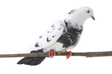 white  dove