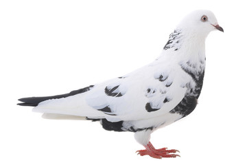 white  dove