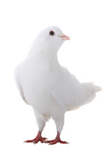 white  dove