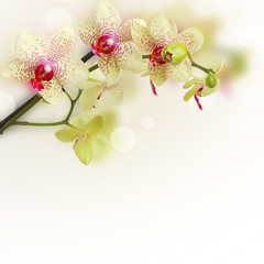 orchid flowers