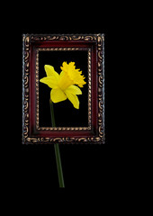 Spring daffodil seen through retro antique picture frame