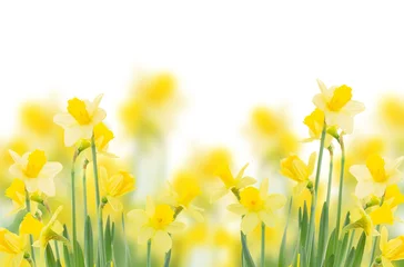 Crédence en verre imprimé Narcisse jonquilles qui poussent au printemps