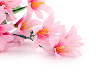 Close up of pink flowers.