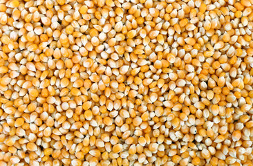 Close up of corn grains.