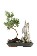 Fototapeta premium Bonsai