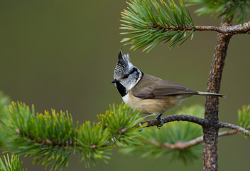 Crested Tit