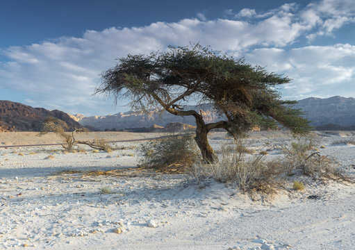 Lonely tree in geological Timna park