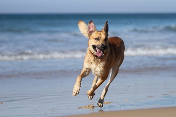 Rennender Sch&auml;ferhund am Strand