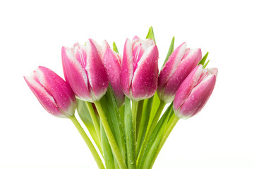 Pink tulips with waterdrops on white background