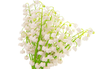 Lily of the valley