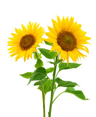 Fototapeta premium sunflowers
