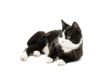 Black & white cat