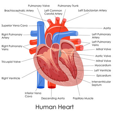 vector illustration of diagram of human heart anatomy