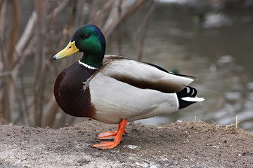 Mallard Duck. Closeup of a drake, standing in the snow . Curious