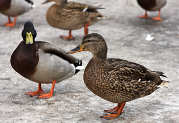 Female and Mallard Duck. Closeup of a drake, standing in the