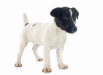 Fototapeta premium puppy jack russel terrier