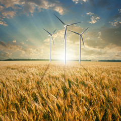 Wind generators turbines on wheat field