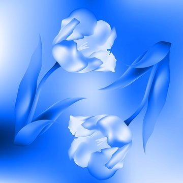 Blue Tulip