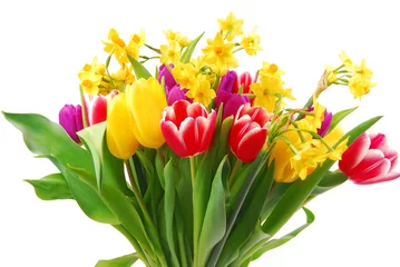 Crédence de cuisine en verre imprimé Narcisse tulip and daffodil