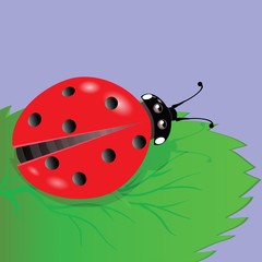 ladybird