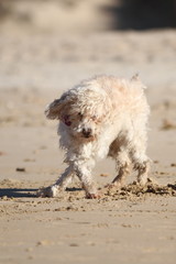 Hund tanzt im Sand