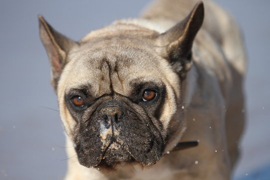 Mops am Sandstrand