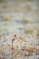 plant with frost