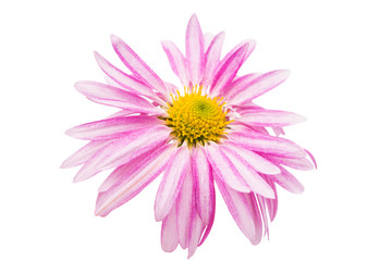 pink chrysanthemum isolated