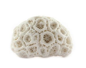 fragment of coral skeleton found at beach on white © Christian Palent