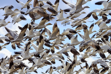 Hundreds Snow Geese Flying Washington