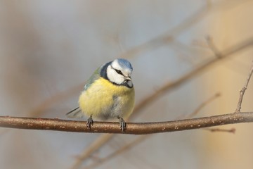 Blue tit - Parus caeruleus on a twig in autumn morning