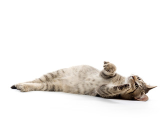 Fototapeta premium Cute tabby kitten