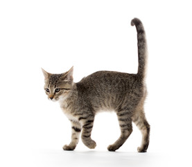cute tabby kitten