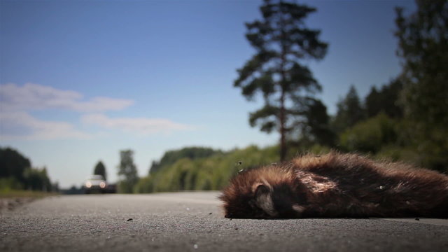 Two family cars passed by dead animal Raccoon dog body