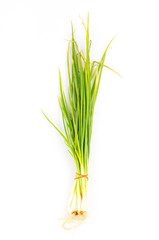 Obraz premium Onion