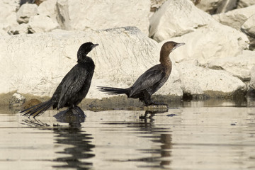 Pygmy Cormorants