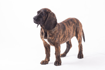 Bavarian mountain hound