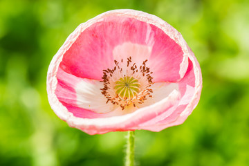 Close up of opium poppy flower
