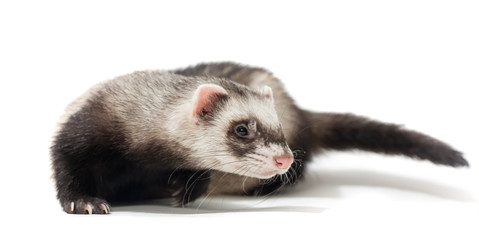 Polecat on a white background