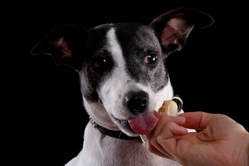 Leckerli für Jack Russel