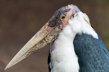 Marabou Stork - Leptoptilos crumeniferus