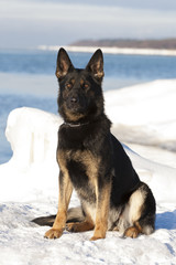 Black German Sheepdog