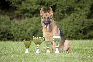 German Sheepdog with cups