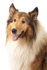 Rough Collie